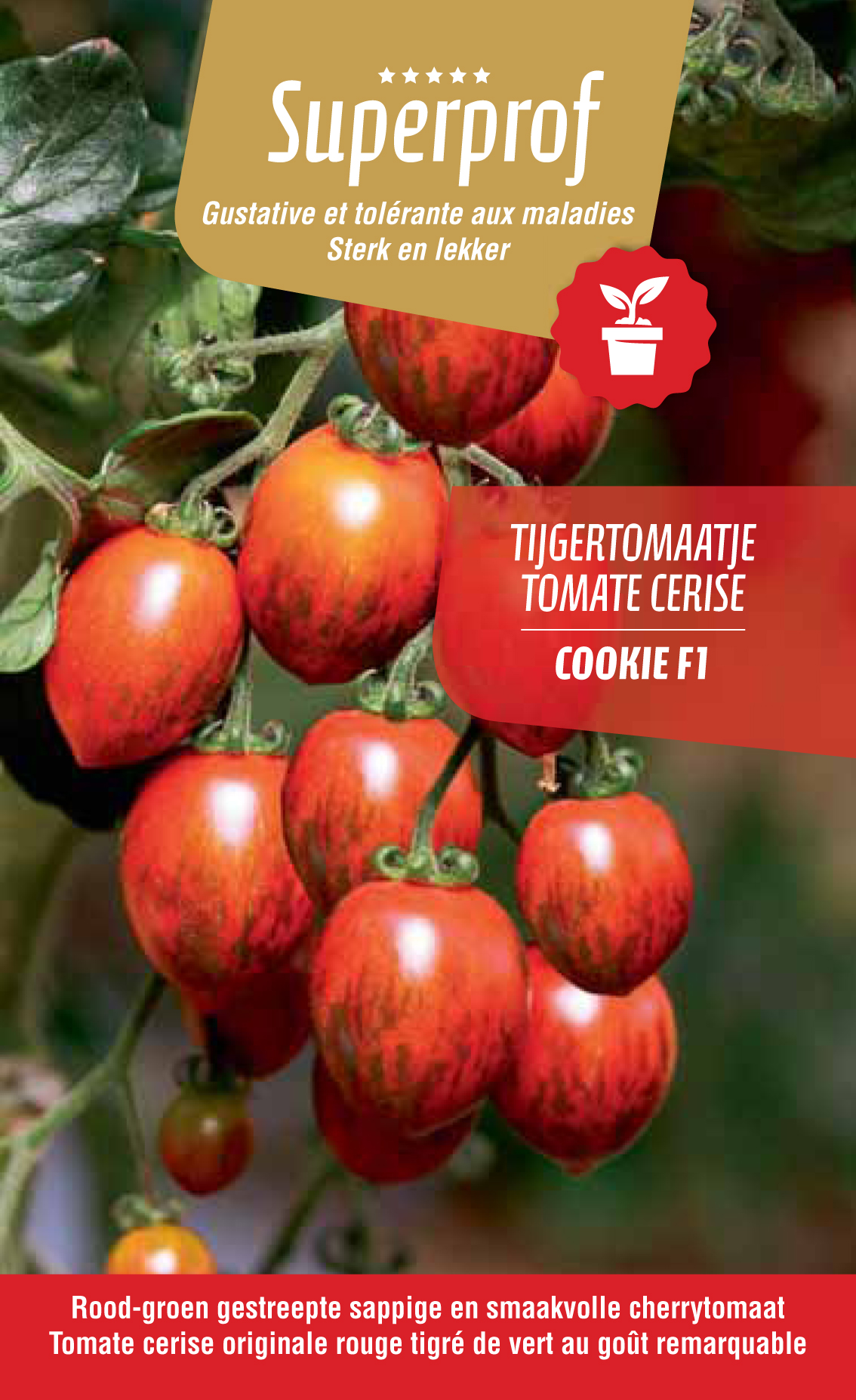 Tomate cerise rouge tigré (tray 8 pot)